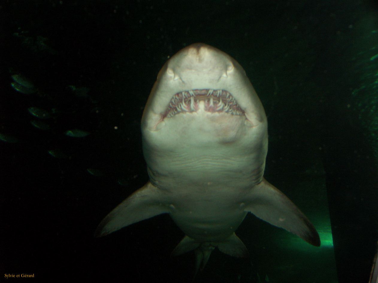 D 017 Aquarium Moololaba