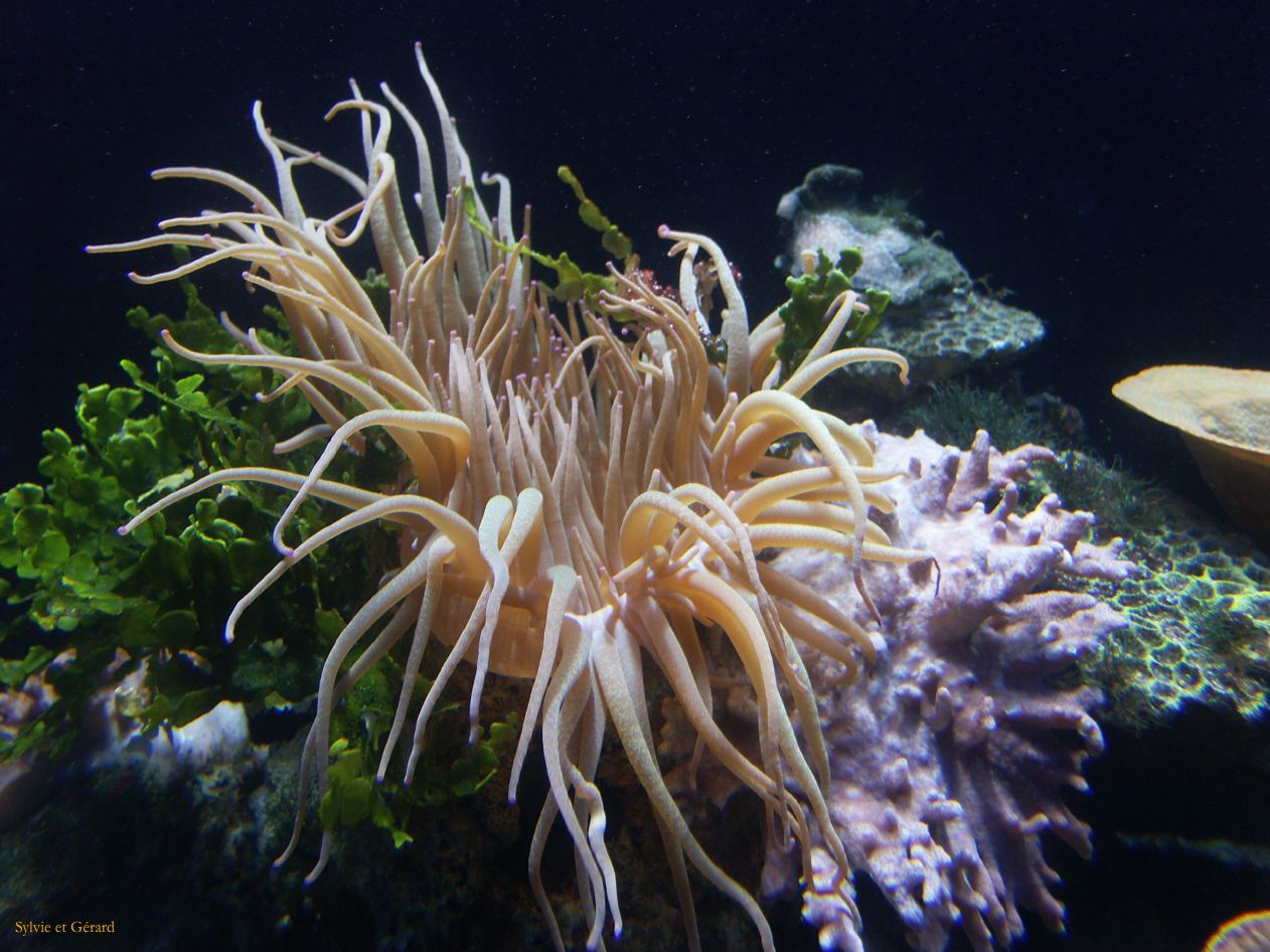 D 018 Aquarium Moololaba