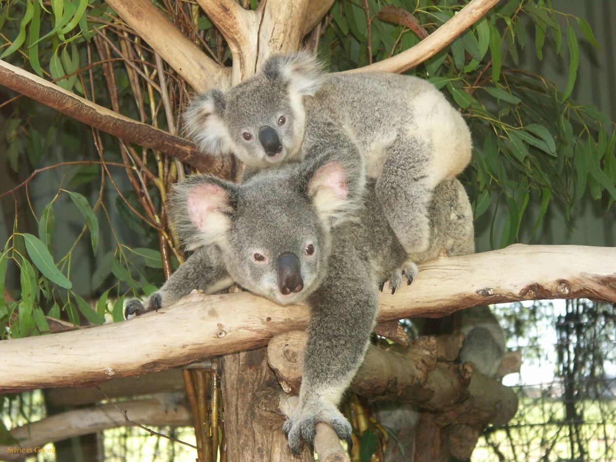 D 035 Brisbane