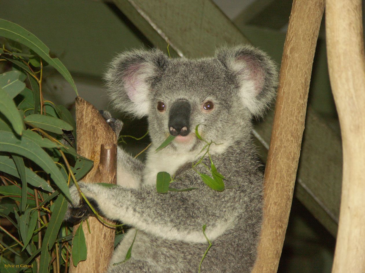 D 037 Brisbane