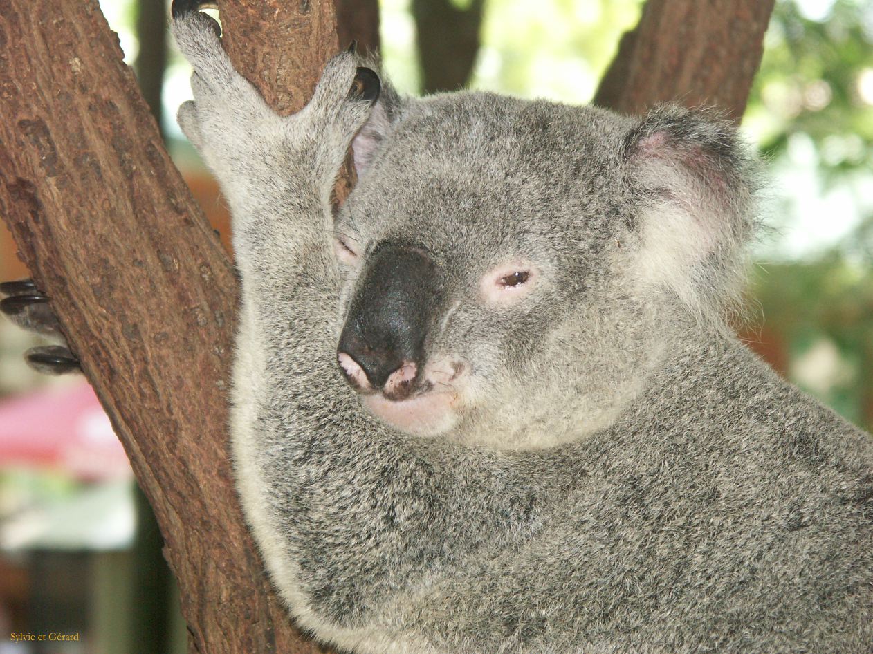 D 040 Brisbane
