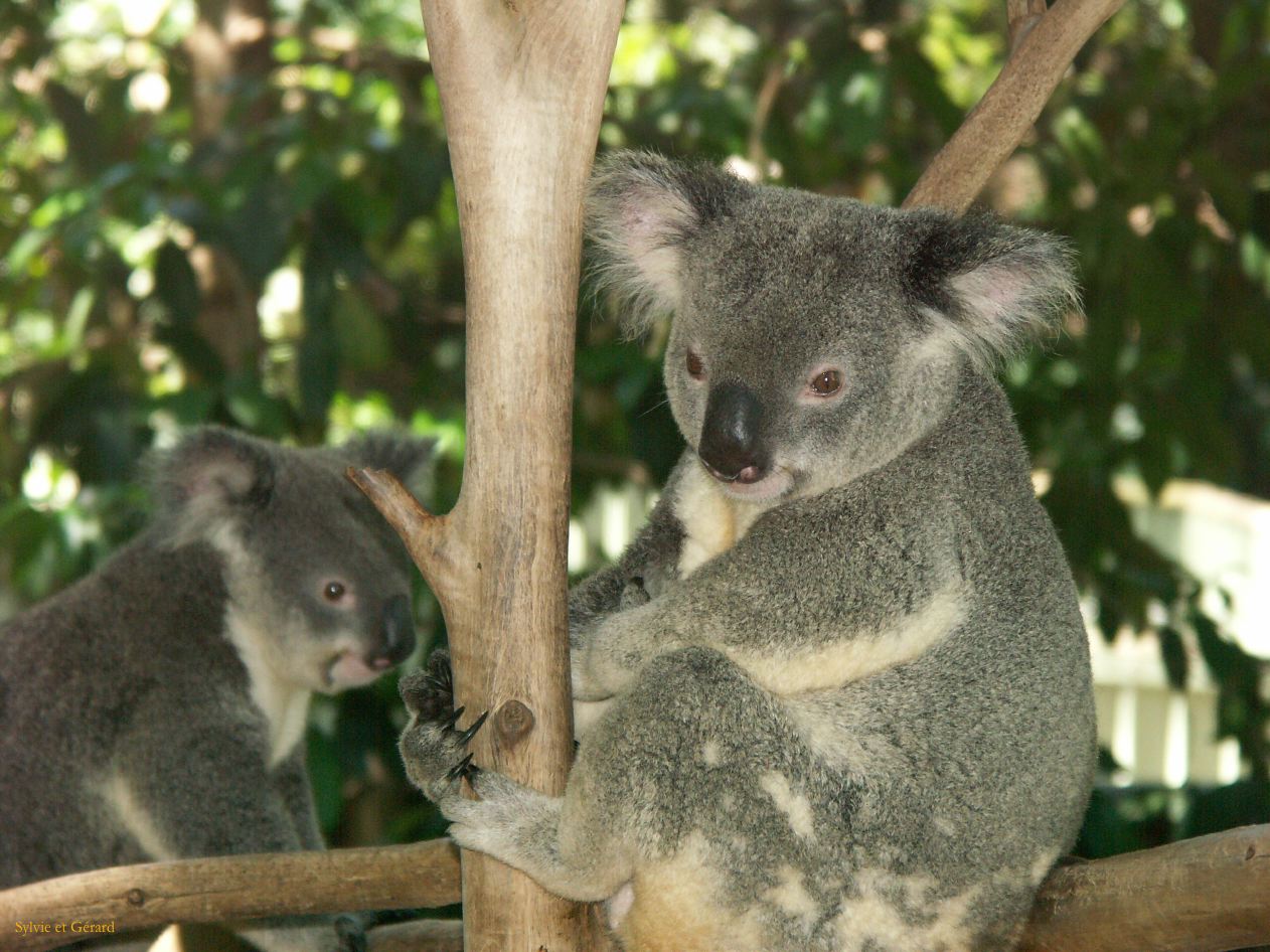 D 041 Brisbane
