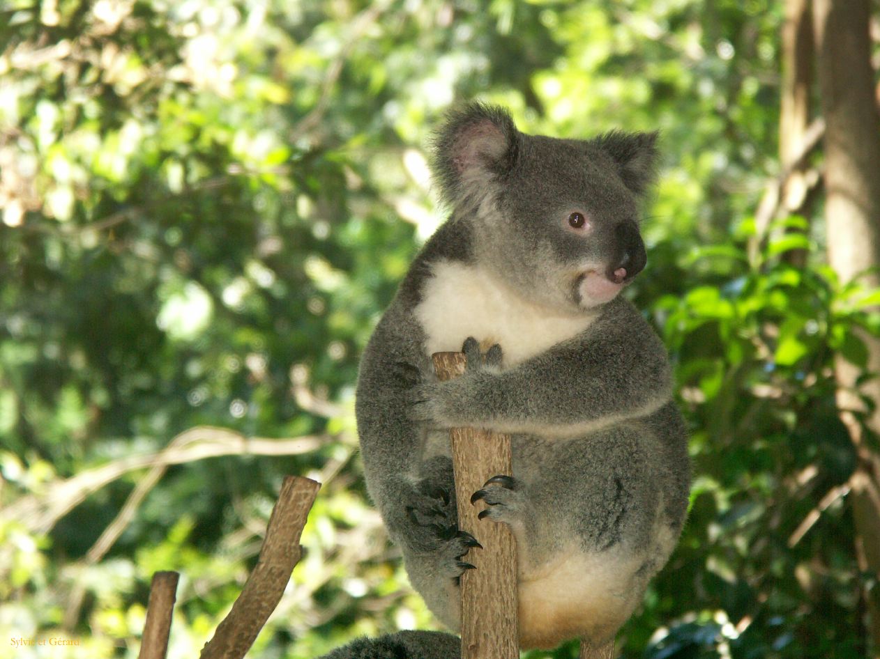 D 043 Brisbane