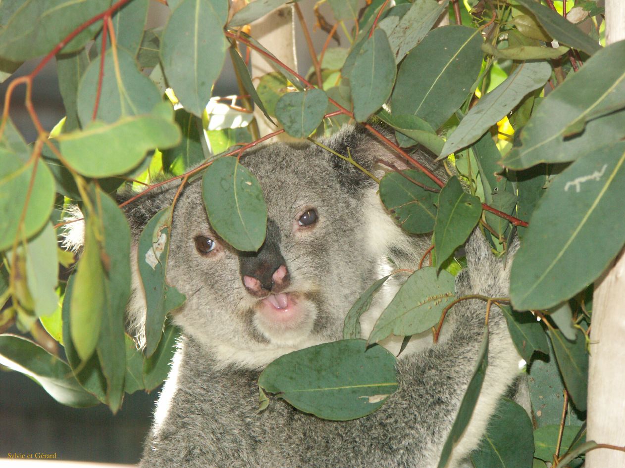 D 052 Brisbane