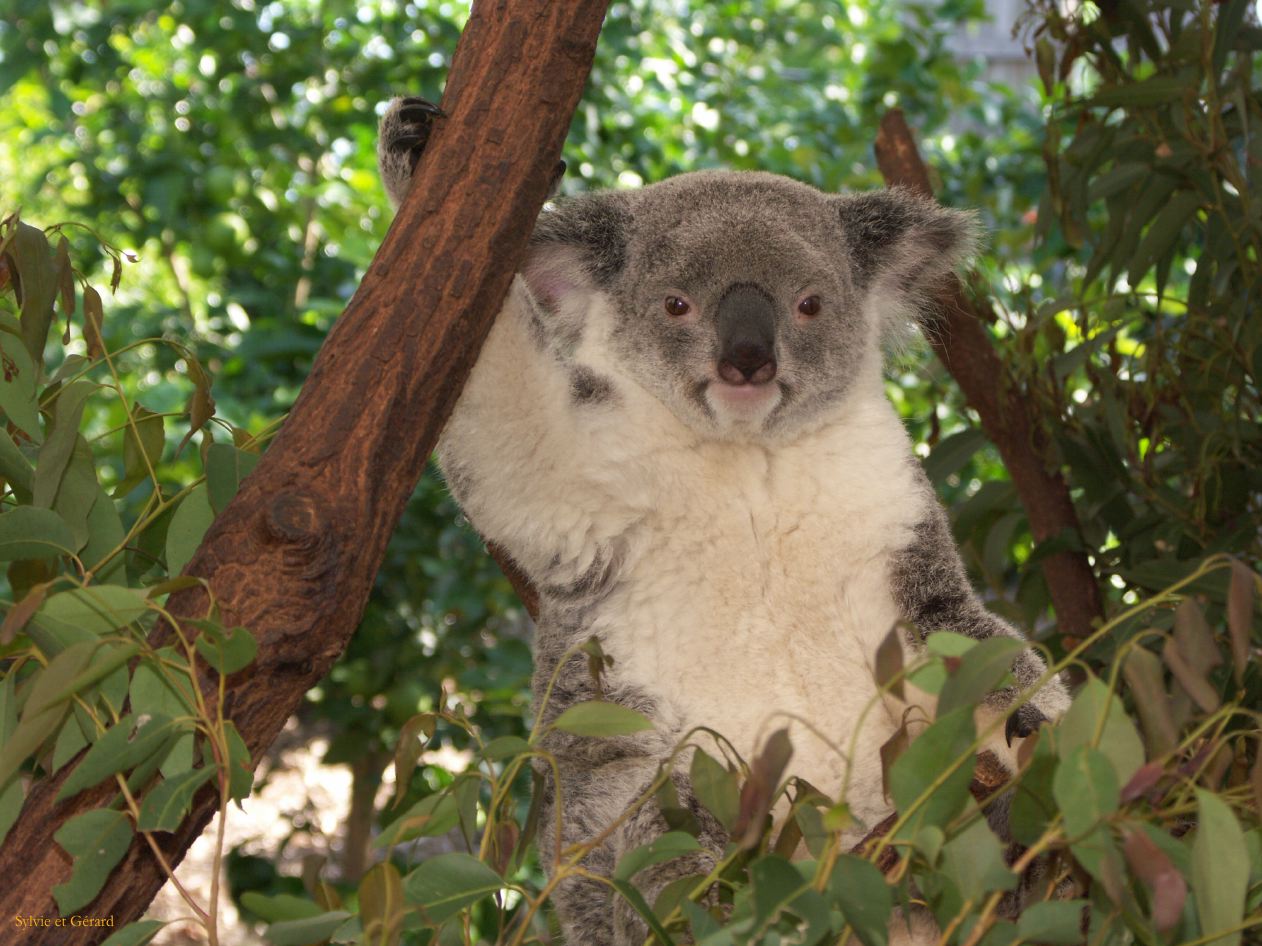 D 054 Brisbane