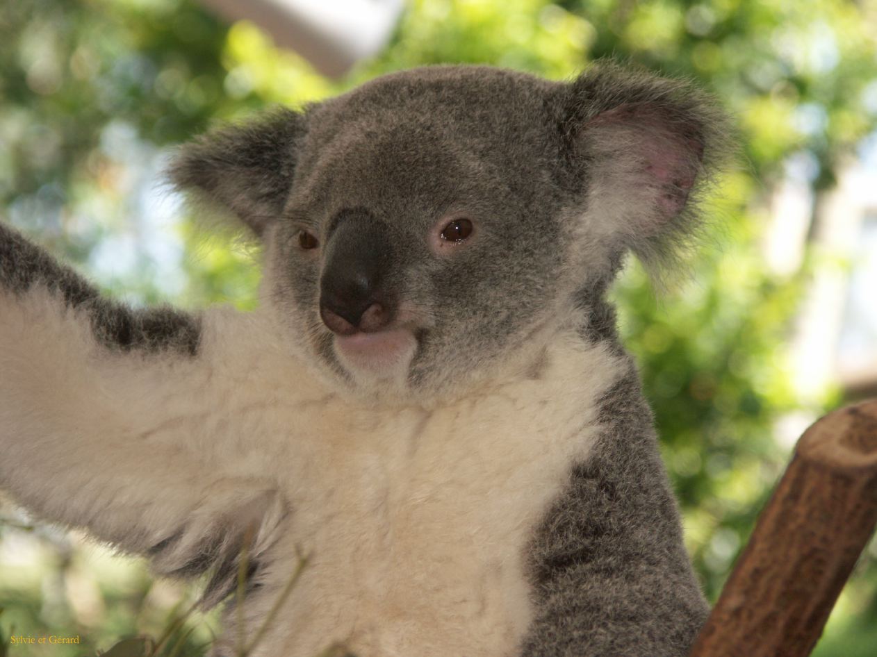 D 055 Brisbane