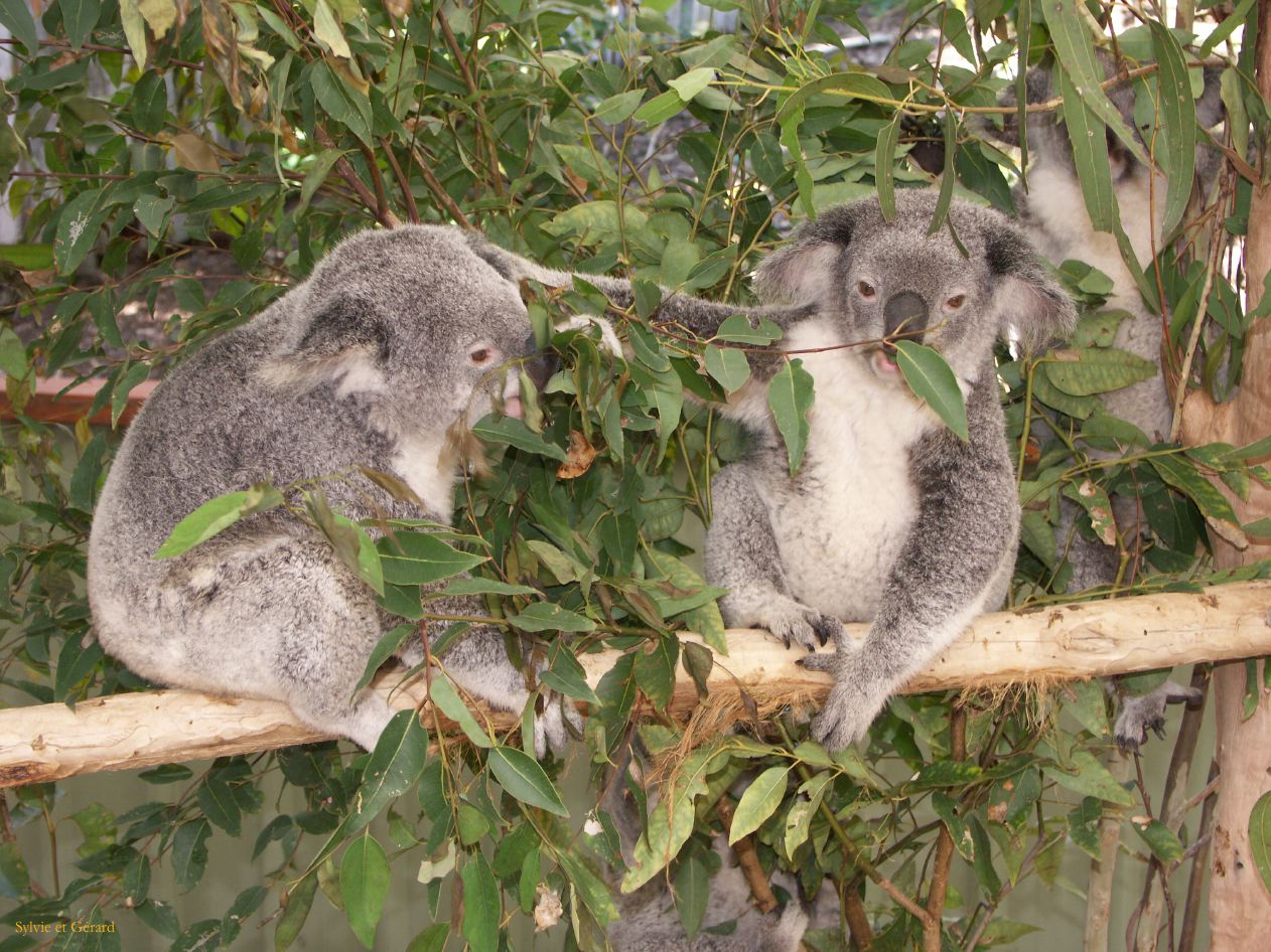 D 058 Brisbane