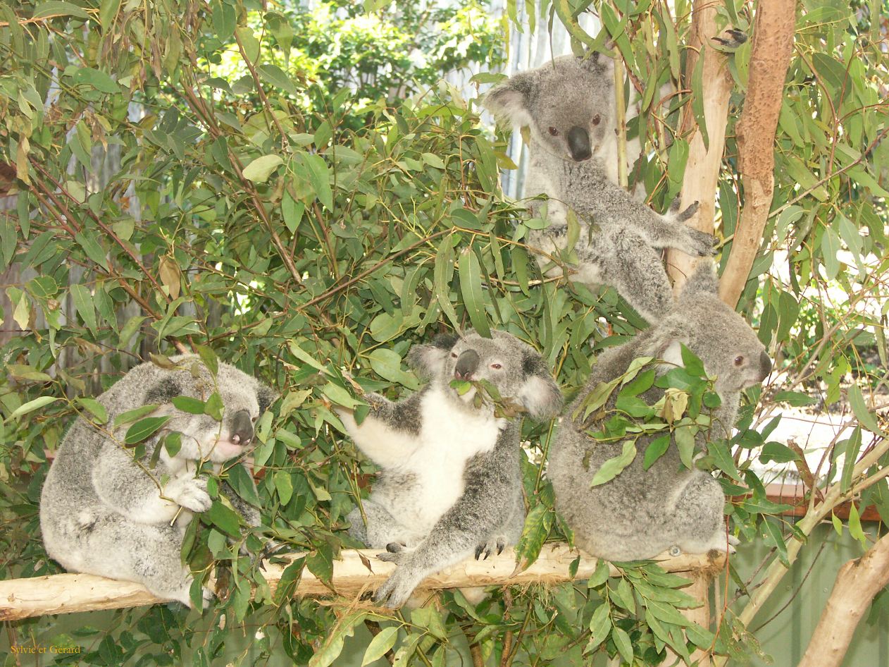 D 059 Brisbane