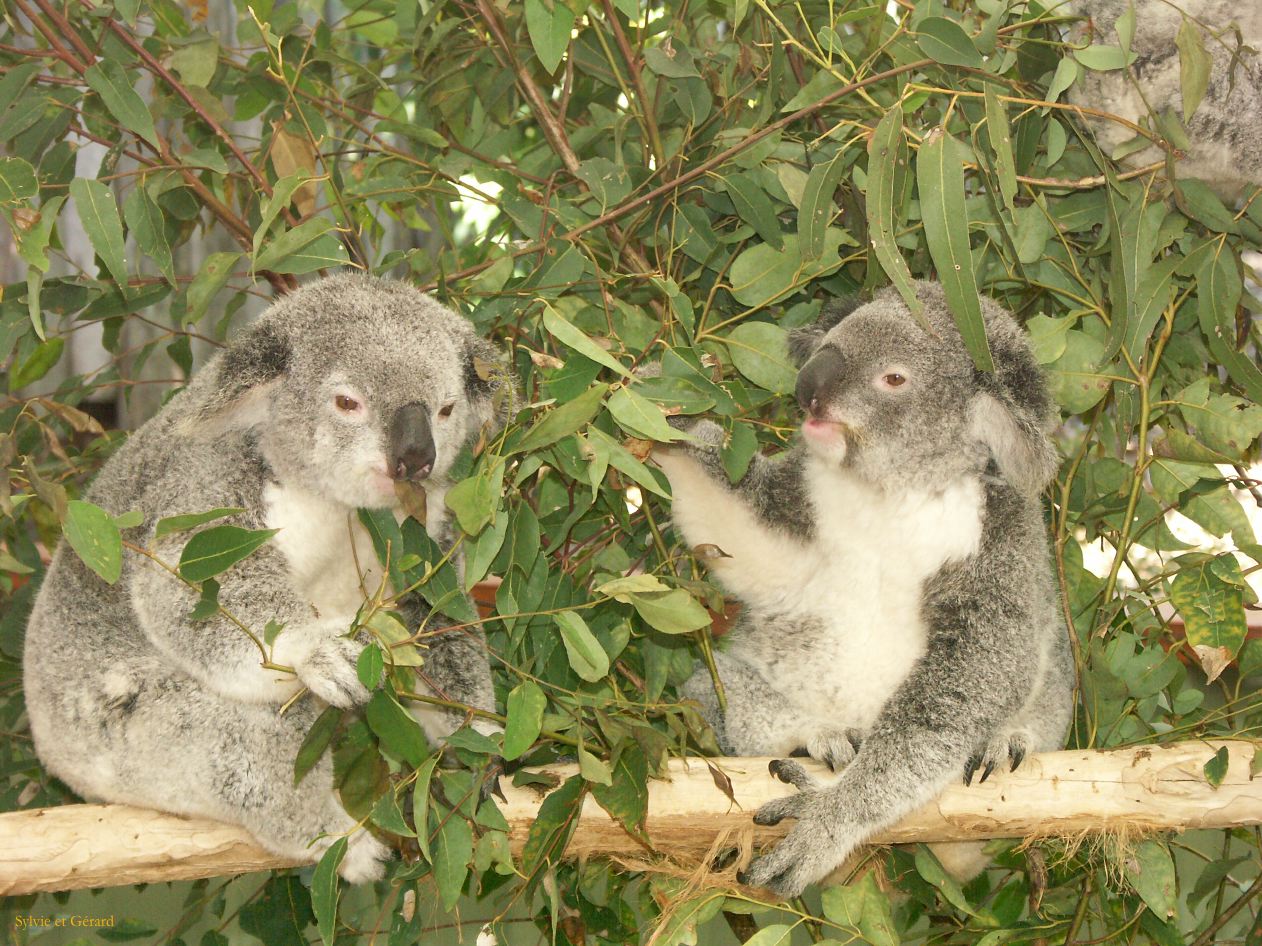 D 060 Brisbane