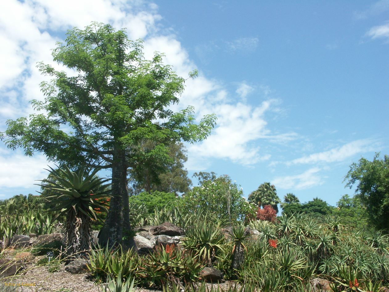 D 069 Brisbane