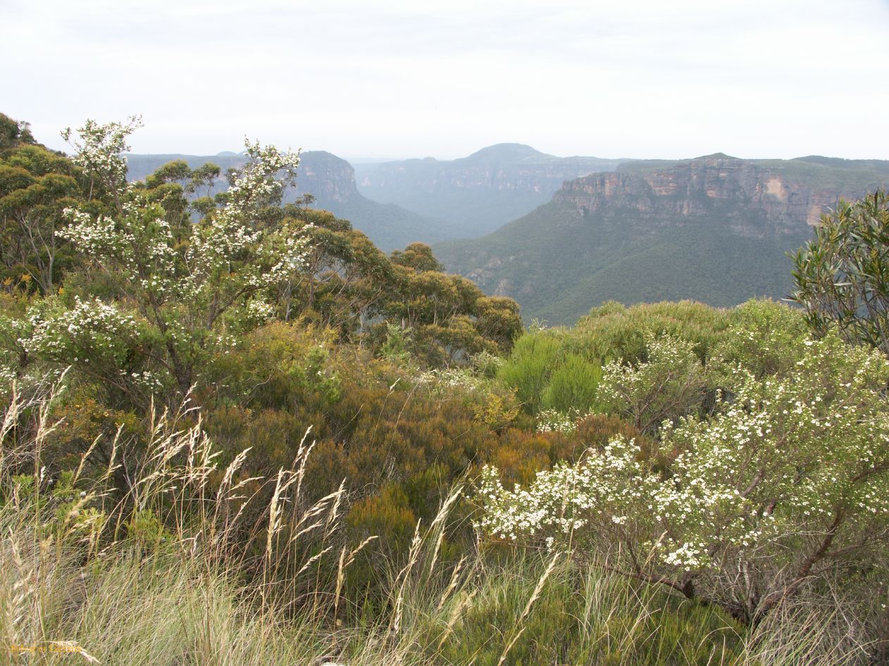 D 143 Blue Mountains