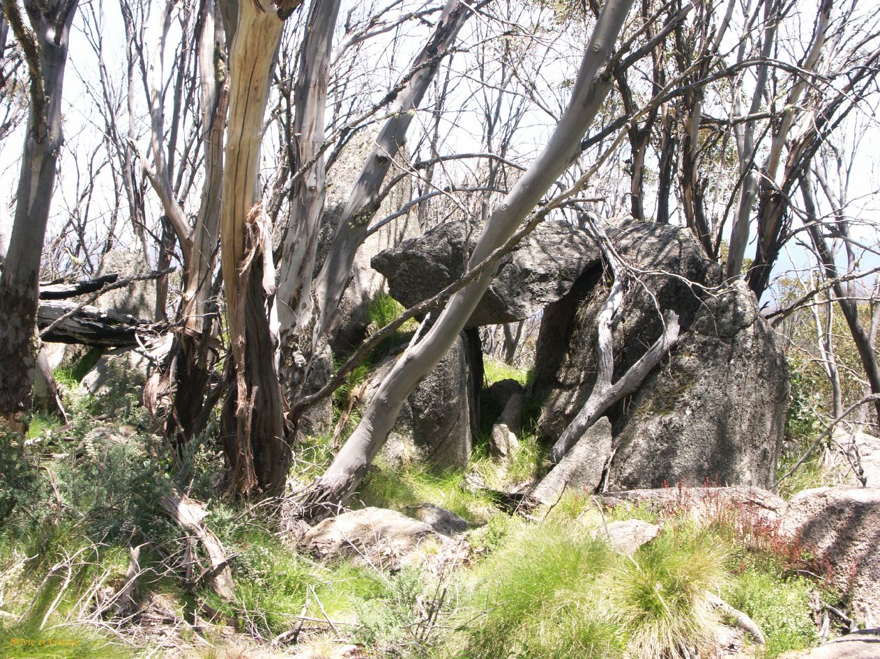 D 200  Kosciusko Park