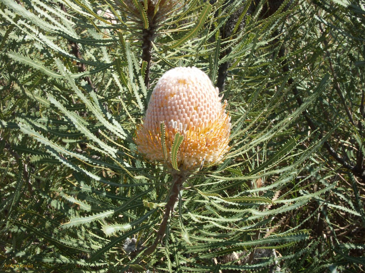 A 084 Kalbary