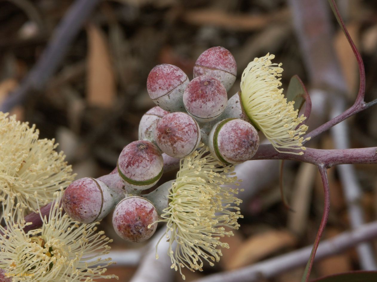 E 083 Halls Gap