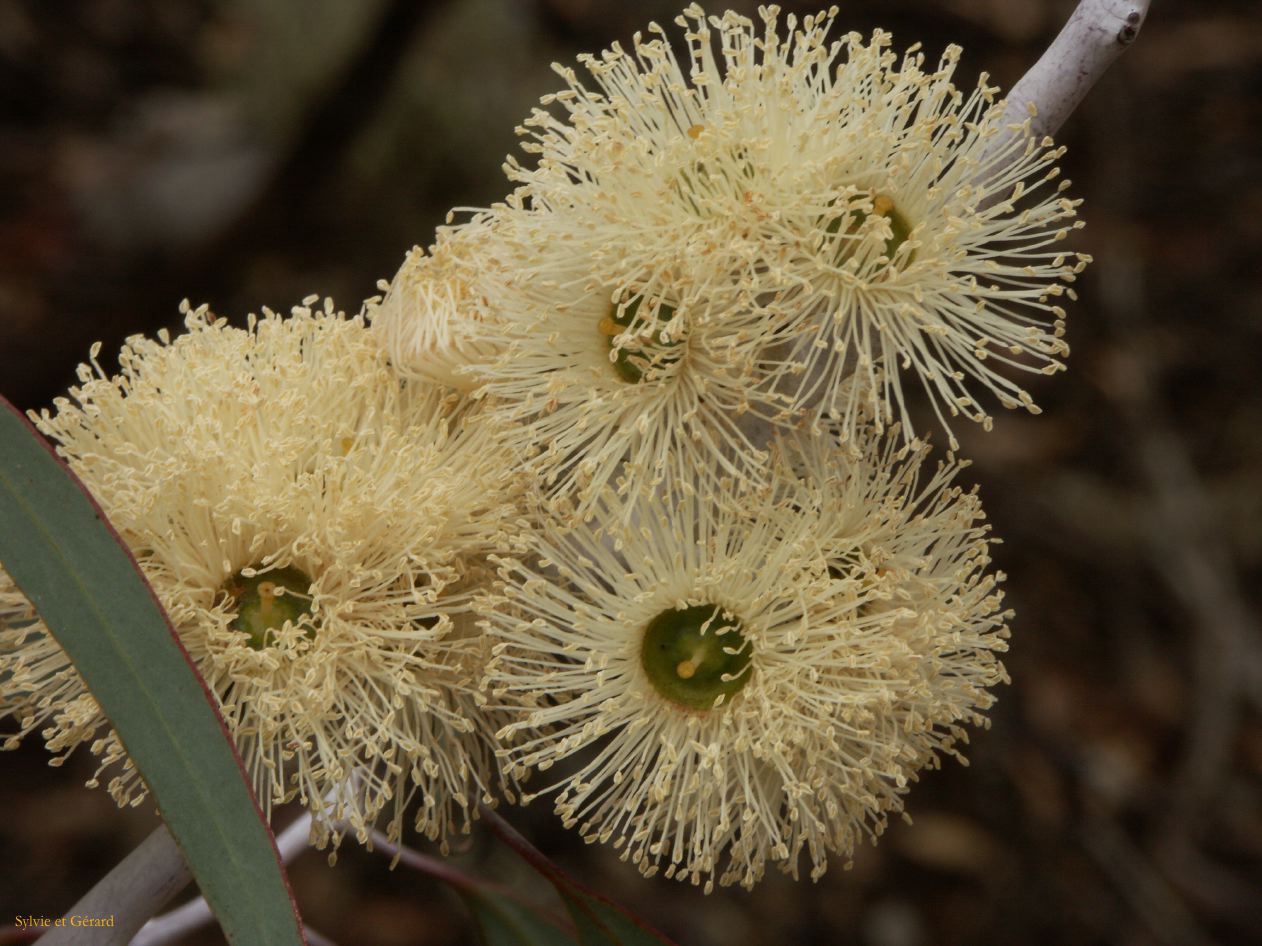 E 084 Halls Gap