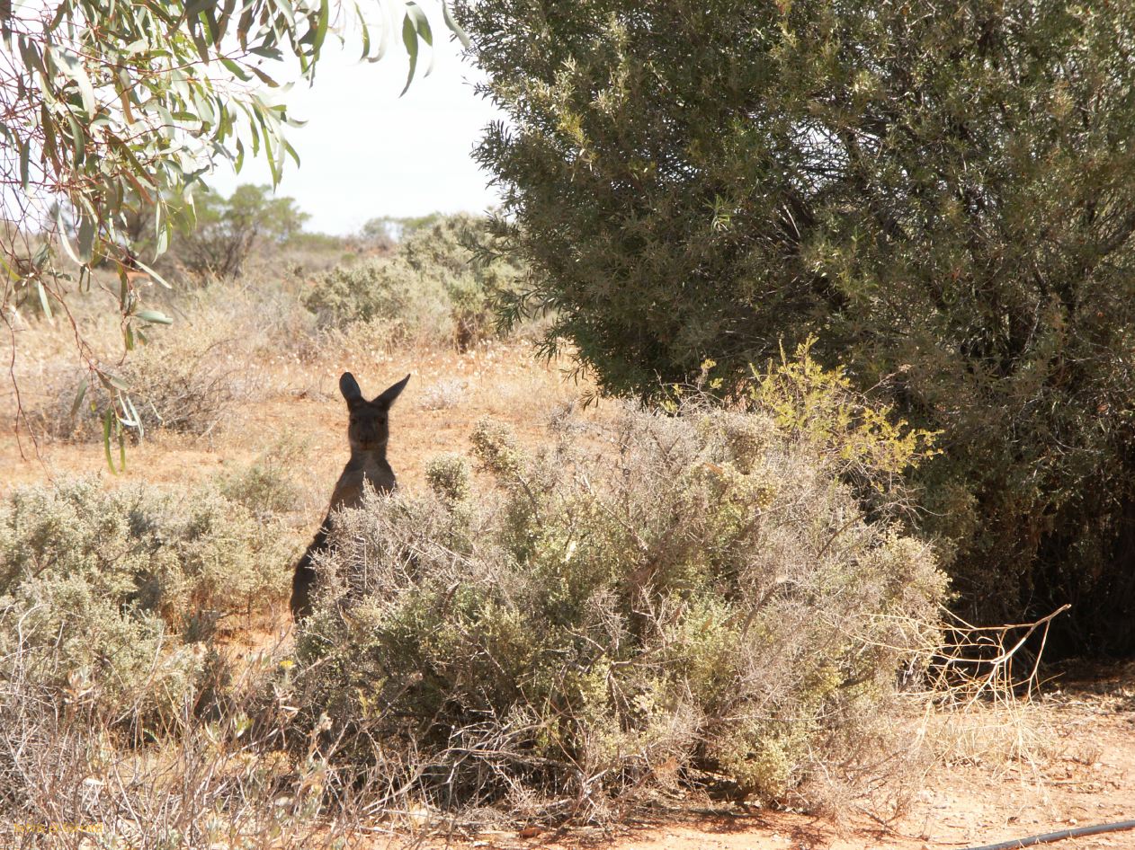 E 098 Broken Hill