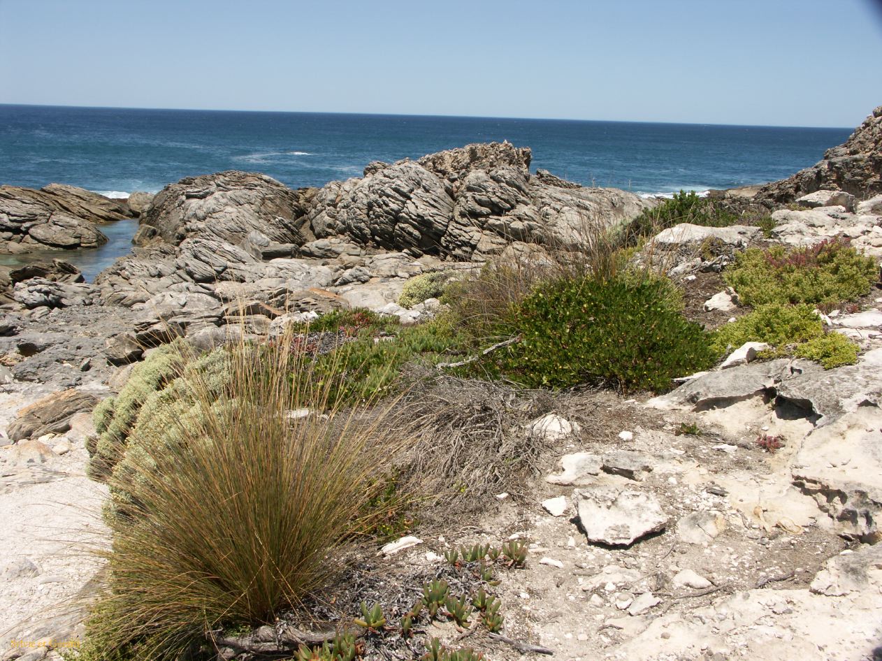 E 120 Kangouroo Island