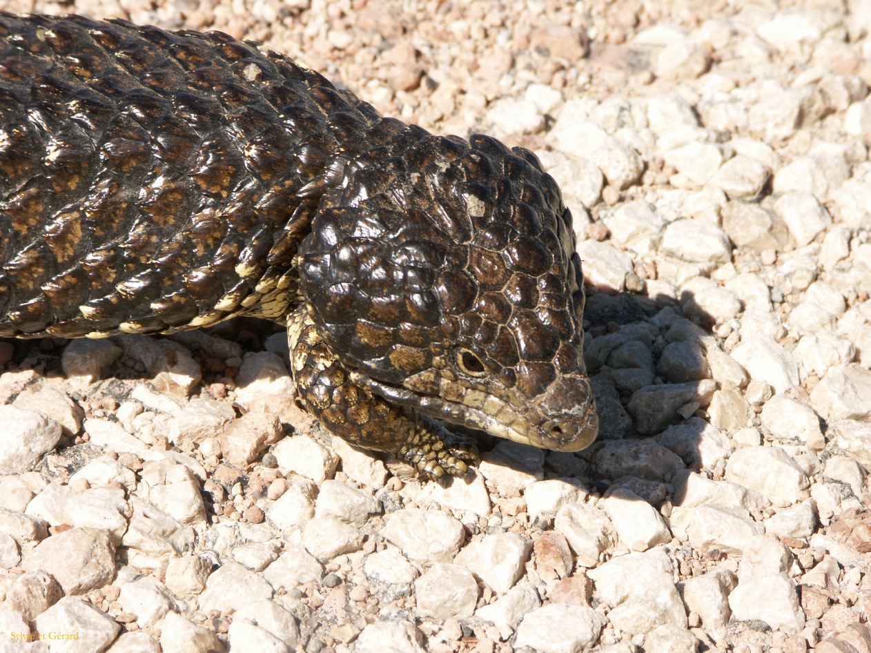 E 147 Blue Tongue