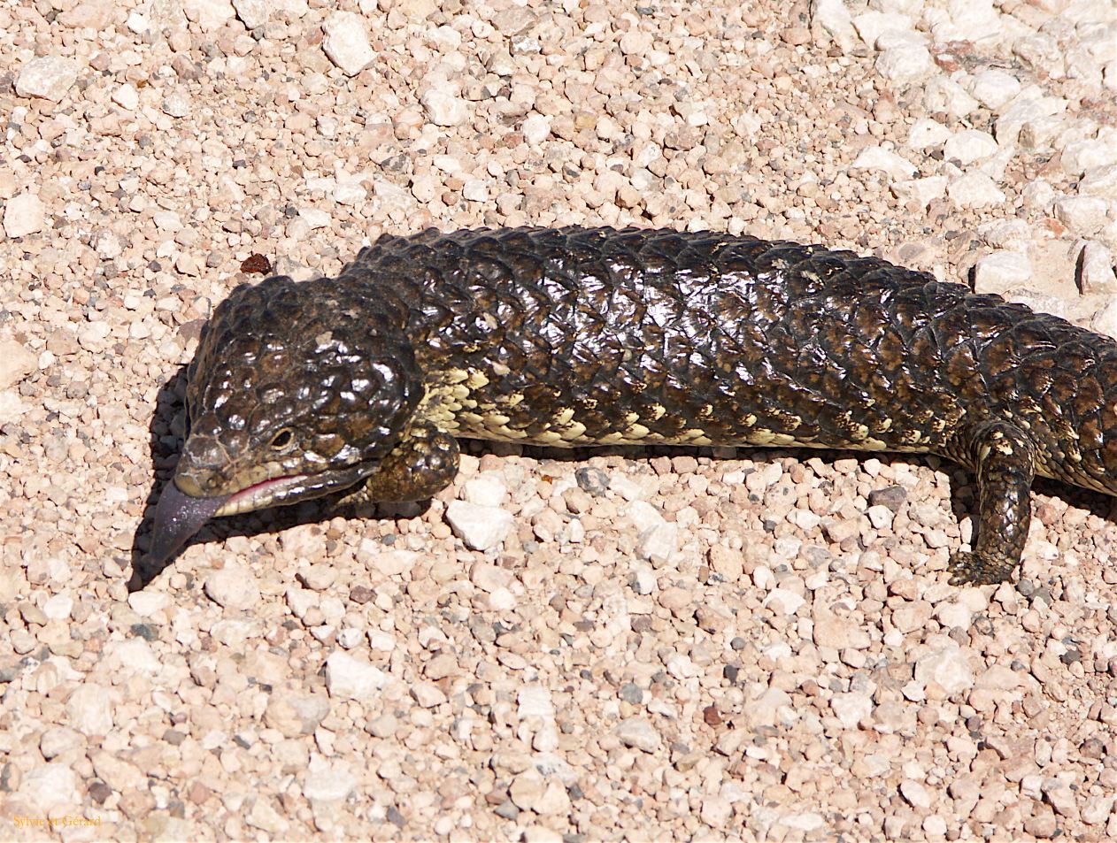 E 148 Blue Tongue
