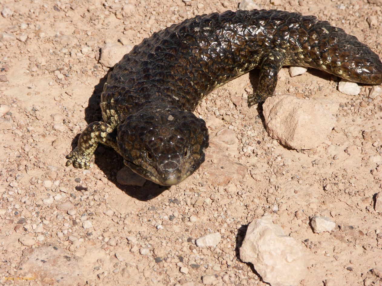 E 149 Blue Tongue