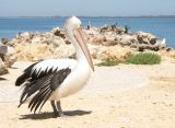 F 074 Fremantle