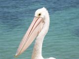 F 079 Fremantle