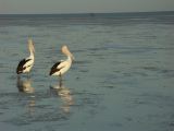B 002 Broome