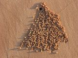 B 006 Broome