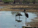 B 087 Jabiru