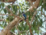 B 099 Jabiru
