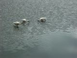B 130 Wildlife Park