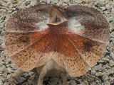 B 157 Frilled lezard