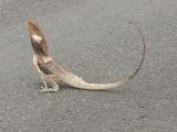 B 158 Frilled lezard