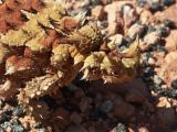 B 199 Thorny devil