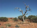 B 212 Kings Canyon