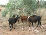 C 013 vers Tennant Creek