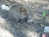 A 045 Rottnest Island