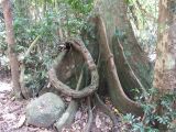 C 091 Mt Bartle Frere