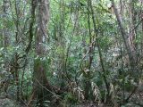 C 097 Josephine Falls