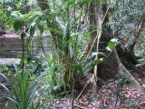 C 105 Josephine Falls