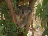 C 179 Billabong Sanctuary