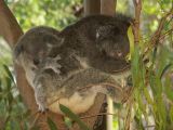 C 181 Billabong Sanctuary