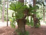 C 199 Fraser Island