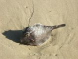C 214 Fraser Island
