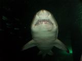 D 017 Aquarium Moololaba
