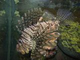 D 019 Aquarium Moololaba