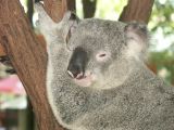 D 040 Brisbane