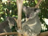 D 041 Brisbane