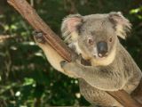 D 042 Brisbane