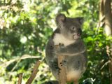 D 043 Brisbane